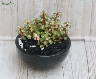 Succulent in ceramic pot 18cm