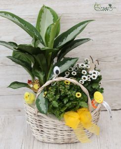 Easter plant basket