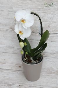 Cascade phalaenopsis with pot