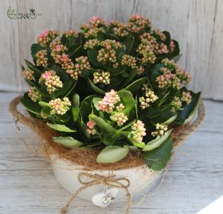  Riesige Calanchoe im Topf