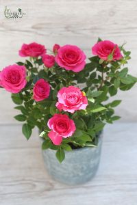 cserepes rózsa többféle színben