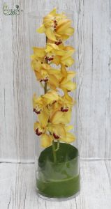 Orchideenstiel in großer Vase