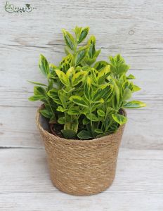 Euonymus in pot (outdoors)