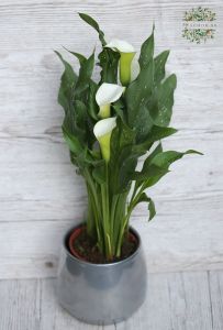  Calla in verschiedenen Farben