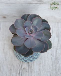 echeveria