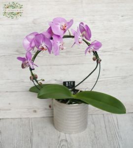 Phalaneopsis orchid round