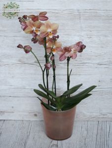 phalaenopsis orchidee brown-peach