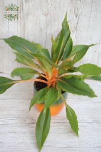 chlorophytum orange