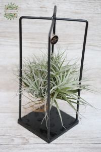 tillandsia exotica