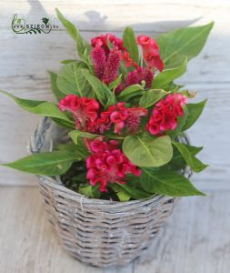 celosia twist in different colors (outdoor)