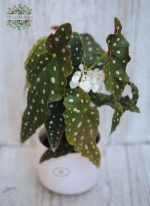 Begonia maculata in Pot