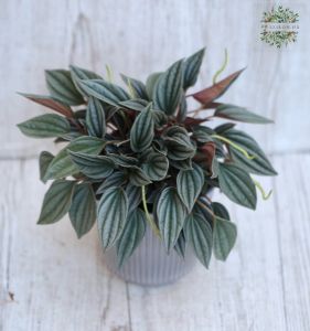 Peperomia kaspóval