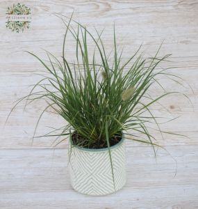 Ornamental grass in pot (outdoors)