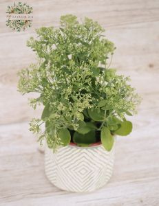 Sedum in pot (outdoors)