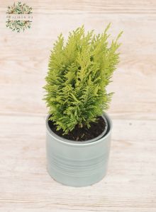 Chamaecyparis in Pot (outdoors)