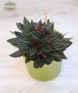 Peperomia im Topf (Zimmerpflanze)