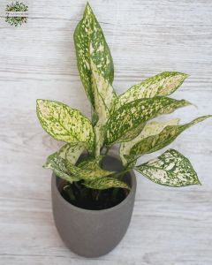 Aglaonema in pot