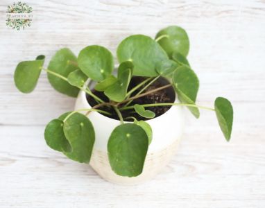 Pilea in pot