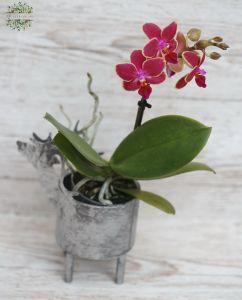 Mini Phalaenopsis im hirschförmigem Topf in verschiedenen Farben