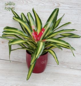 Neoregelia  im Topf