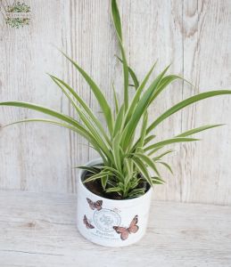 Chlorophytum  in pot