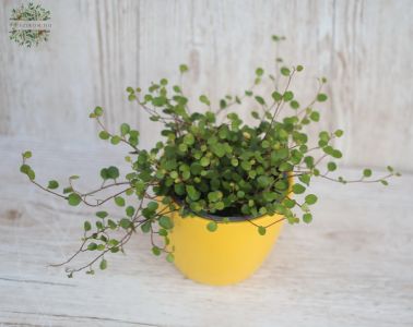 Muehbeckia in pot