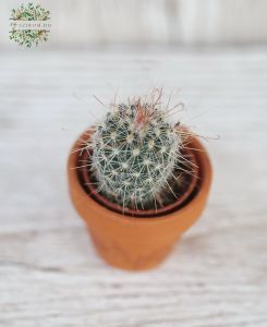 Mini cactus