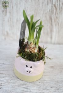 Daffodil in animal pot