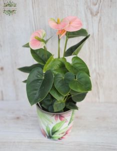 Anthurium kaspóval