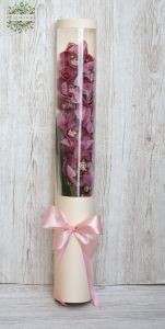 Orchid stem in Paper cylinder