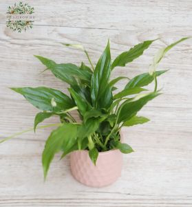 Spathiphyllum mini with pot