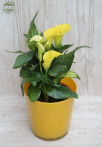 calla lilies in various colors in pot