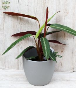 Calathea kaspóban - szobanövény