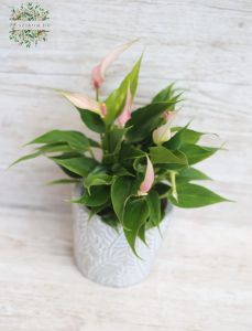 Anthurium 'Lilli' im Topf - Zimmerpflanze
