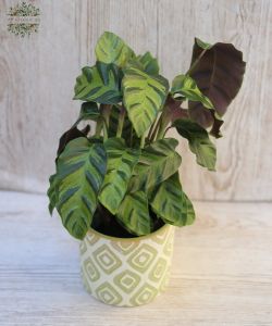 Calathea kaspóban - szobanövény