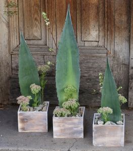 Modern Minimalistic arrangements (3 pieces) with agave leafs