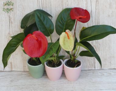 Mini anthurium 1 pc