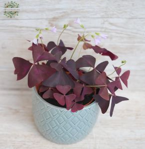 Oxalis