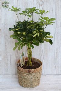 Schefflera 