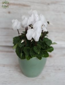 mini Cyclamen