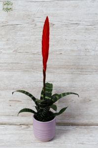 Vriesea splendens kaspóban (sötétsávos pikkelyvirág) (30cm) - beltéri növény