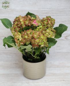 Green hydrangea in a pot