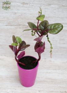 Basella rubra in pot