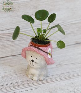 Pilea in cat pot