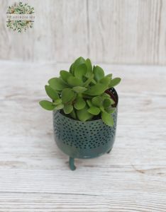 Mini metallic pot with plant