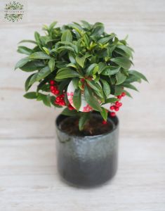 Ardisia crenata