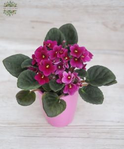 saintpaulia ionantha in various colors in pot