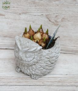 small bulbs in owl-shaped pot