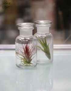 Tillandsia in einer Glas mit polierten Kork