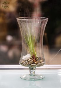 Tillandsia in einer Sockelvase